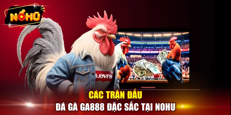 Các trận đấu đá gà GA888 đặc sắc tại NOHU 